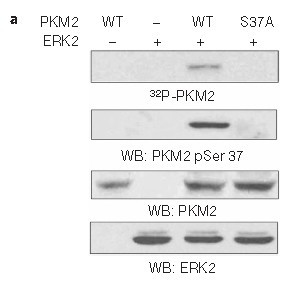 PKM2(phospho-Ser37) Antibody - Absci