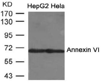 Annexin VI Antibody - Absci