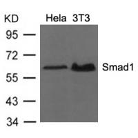 Smad1 (Ab-206) Antibody