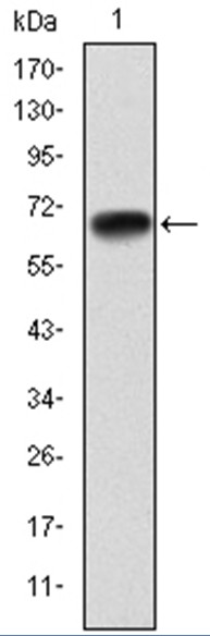 PGC-1 alpha Monoclonal Antibody - Absci