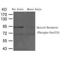 Opioid Receptor (Phospho-Ser375) Antibody