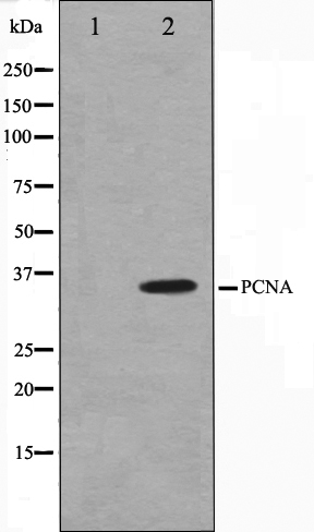 PCNA Antibody - Absci