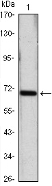 HSP70 Monoclonal Antibody - Absci