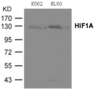 HIF1A Antibody - Absci