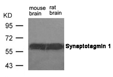 Synaptotagmin 1 (Ab-309) Antibody - Absci