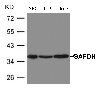 GAPDH Antibody - Absci