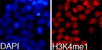 Histone H3K4me1 Polyclonal Antibody - Absci