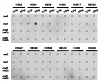 Histone H3K4me1 Polyclonal Antibody - Absci