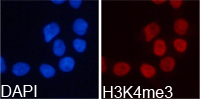 Histone H3K4me3 Polyclonal Antibody - Absci