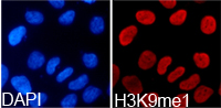 Histone H3K9me1 Polyclonal Antibody - Absci