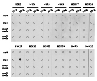 Histone H3K27me1 Polyclonal Antibody - Absci