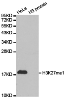 Histone H3K27me1 Polyclonal Antibody - Absci