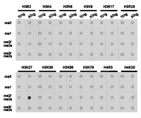 Histone H3K27me2 Polyclonal Antibody - Absci
