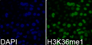 Histone H3K36me1 Polyclonal Antibody - Absci
