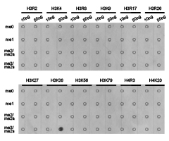 Histone H3K36me3 Polyclonal Antibody - Absci