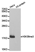 Histone H3K36me3 Polyclonal Antibody - Absci