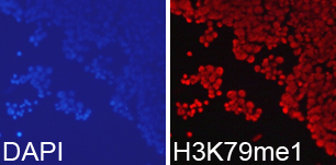 Histone H3K79me1 Polyclonal Antibody - Absci