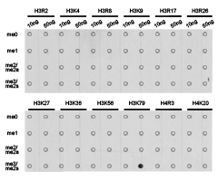 Histone H3K79me3 Polyclonal Antibody - Absci
