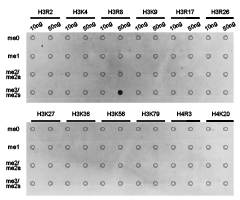 Histone H3R8me2s Polyclonal Antibody - Absci
