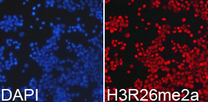Histone H3R26me2a Polyclonal Antibody - Absci