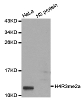 Histone H4R3me2a Polyclonal Antibody - Absci