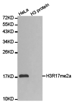Histone H3R17me2a Polyclonal Antibody - Absci