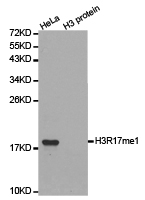 Histone H3R17me1 Polyclonal Antibody - Absci