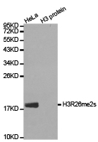Histone H3R26me2s Polyclonal Antibody - Absci