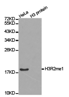 Histone H3R2me1 Polyclonal Antibody - Absci