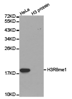 Histone H3R8me1 Polyclonal Antibody - Absci