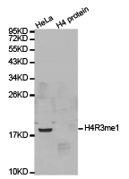 Histone H4R3me1 Polyclonal Antibody - Absci