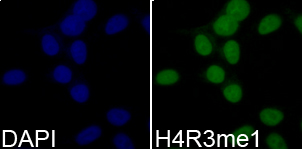Histone H4R3me1 Polyclonal Antibody - Absci