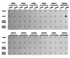 Histone H3R26me1 Polyclonal Antibody - Absci