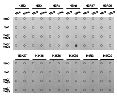 Histone H3K9me3 Polyclonal Antibody - Absci