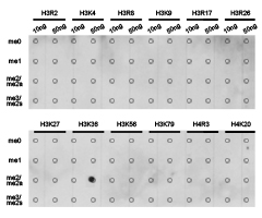 Histone H3K36me2 Polyclonal Antibody - Absci