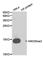 Histone H4K20me2 Polyclonal Antibody - Absci
