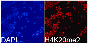 Histone H4K20me2 Polyclonal Antibody - Absci