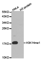 Histone H3K14me1 Polyclonal Antibody - Absci