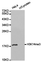 Histone H3K14me3 Polyclonal Antibody - Absci