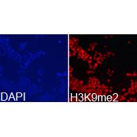 Histone H3K9me2 Polyclonal Antibody