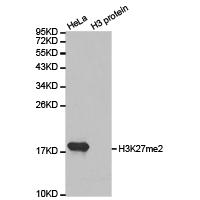 Histone H3K27me2 Polyclonal Antibody