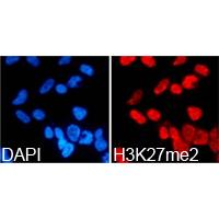 Histone H3K27me2 Polyclonal Antibody