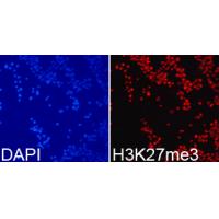 Histone H3K27me3 Polyclonal Antibody