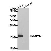 Histone H3K36me3 Polyclonal Antibody