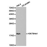 Histone H3K79me1 Polyclonal Antibody