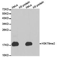 Histone H3K79me2 Polyclonal Antibody