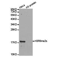 Histone H3R8me2s Polyclonal Antibody
