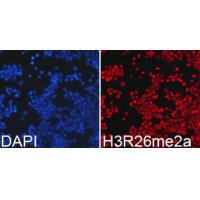 Histone H3R26me2a Polyclonal Antibody