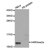 Histone H4R3me2a Polyclonal Antibody