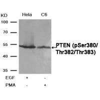 PTEN(Phospho-Ser380/Thr382/Thr383) Antibody